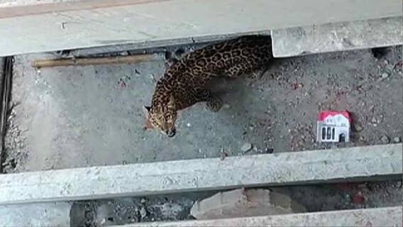 Leopard: কোচবিহার শহরে ঢুকে পড়ল চিতাবাঘ, দেখতে রাস্তায় ভিড়|Bangla News