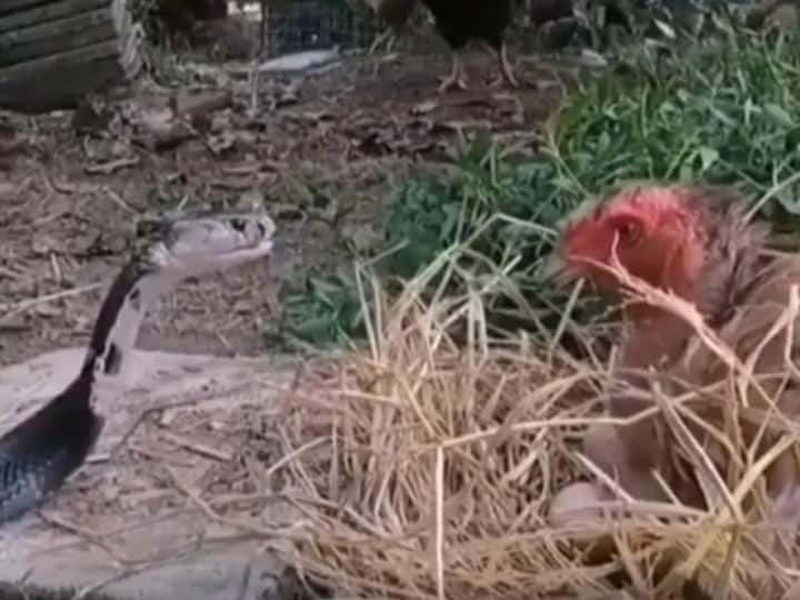 Mother Hen Fights With Snake To Protect Her Chicks, Video Goes Viral Snake Vs Hen: గుడ్ల కోసం వచ్చిన పాముతో కోడి ఫైటింగ్.. చివరికి ఏమైందో చూడండి