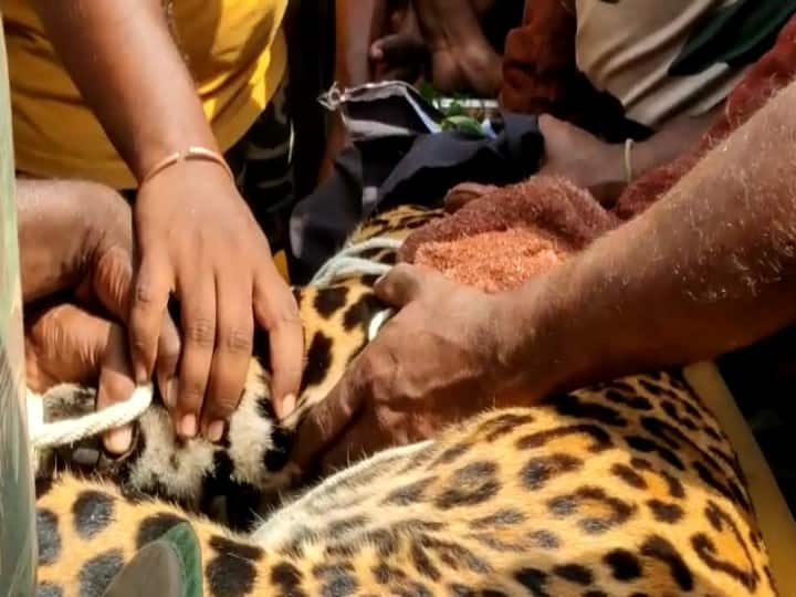 A leopard that attacked 7 people near Tirupur was caught injecting anesthesia. Watch Video : திருப்பூர் அருகே 7 பேரை தாக்கிய சிறுத்தை மயக்க ஊசி செலுத்தி பிடிக்கப்பட்டது