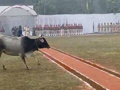Bhind News: गणतंत्र दिवस कार्यक्रम के दौरान परेड ग्राउंड में घुसे दो सांड ने मचाई खलबली, अब इनपर गिरेगी गाज