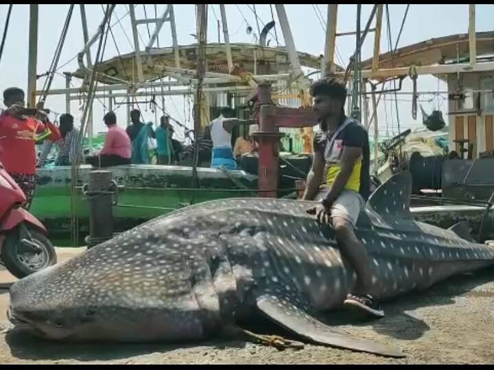 Whale shark was found nearby Kanyakumari sea கன்னியாகுமரியில் 2 டன் எடையுள்ள திமிங்கல சுறாவை வேட்டையாடிய கடல் ராசா