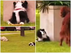 Watch: हड्डी को देख ललचाए असली कुत्ते, नकली डॉगी ने अपने इशारों पर नचाया