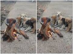 Watch: हाड़ कंपा देने वाली सर्दी में बोन फायर इंजॉय करते दिखे कुत्ते, क्यूटनेस जीत लेगी दिल