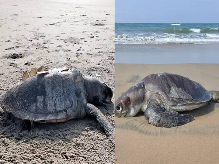 In Pondicherry and Marakanam, 46 turtles have been stranded since last November புதுச்சேரி மற்றும் மரக்காணத்தில் 3 மாதத்திற்குள் 46 ஆலிவ்ரிட்லி ஆமைகள் இறந்த நிலையில் கரை ஒதுங்கின