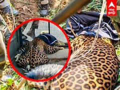 Leopard Captured in Tiruppur: 7 பேர் மீது தாக்குதல்.. ஒருவழியாக பிடிபட்ட சிறுத்தை