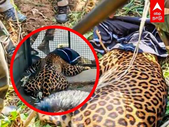 Leopard Captured in Tiruppur: 7 பேர் மீது தாக்குதல்.. ஒருவழியாக பிடிபட்ட சிறுத்தை