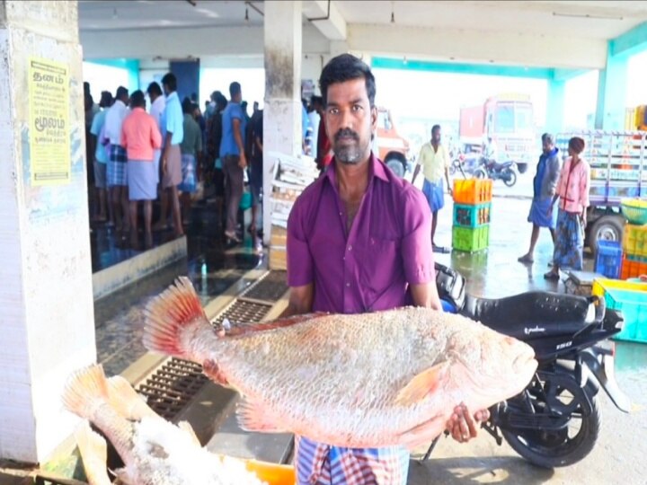 மீனவர் வலையில் சிக்கிய கத்தாழை மீன்கள் - ஆண்மை குறைவுக்கு மருந்தாக பயன்படும் என்பதால் 70 லட்சத்துக்கு ஏலம்