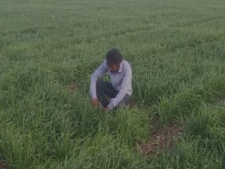 सिंचन विभागाच्या धोरणाचा शेतकऱ्यांना फटका, पाण्याअभावी गहू जळण्याच्या मार्गावर Wheat crop of Pusad farmers in crisis due to lack of water सिंचन विभागाच्या धोरणाचा शेतकऱ्यांना फटका, पाण्याअभावी गहू जळण्याच्या मार्गावर