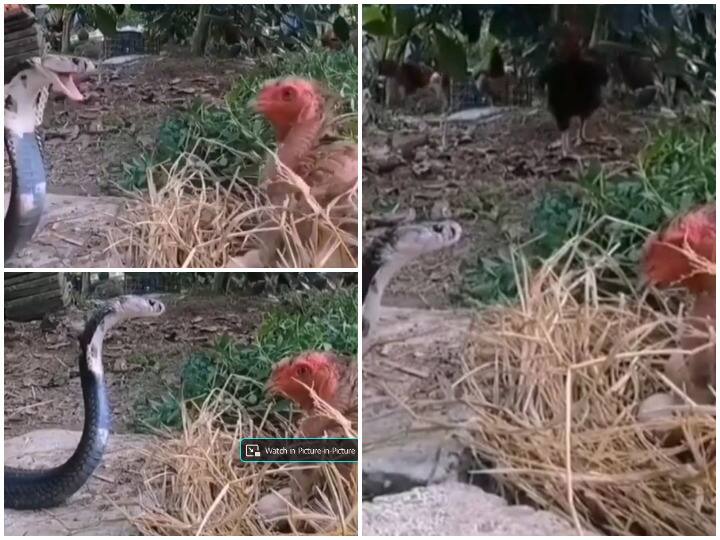 Hen fighting with snake to save her eggs watch animal fight shocking viral video Watch: मुर्गी के अंडे खाने आया सांप, जैसे ही डसने के लिए खोला बड़ा सा मुंह तभी मुर्गी ने कर दिया ऐसा काम