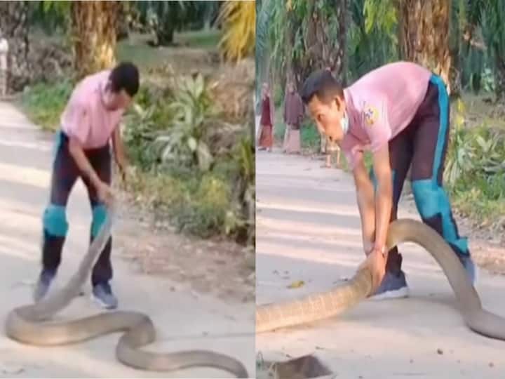 Thailand Man Catches Massive King Cobra With Bare Hands-viral video Watch video: 14 அடி நீள ராஜ நாகம்.. அலேக்காக தூக்கி ஒரு அசால்ட் சம்பவம்.. வைரல் வீடியோ !