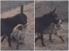 Watch: गधे ने छुड़ाए हाइना के पसीने, कान को नोंच कर दिखाई अपनी ताकत