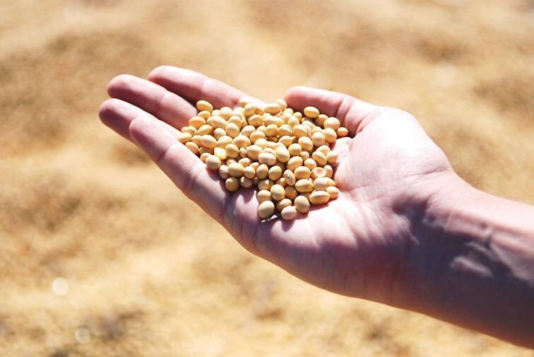 Ban on futures is a big hit to soybean farmers, there is a need to raise a movement, calls for agriculture expert Srikant Kuvlekar Soyaben News :  सोयाबीनच्या दरात घसरण, राजकीय अजेंडा बाजुला ठेऊन शेतकऱ्यांनी चळवळ उभारावी, कृषी अभ्यासक श्रीकांत कुवळेकरांचं आवाहन 