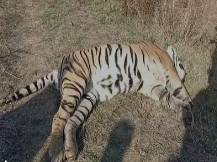 Young tiger named B2 rudra died in bhandara by Electric Shock दुर्देवी! भंडारा जिल्ह्यात पाच वर्षीय वाघाचा विजेच्या धक्क्याने मृत्यू