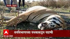 Bhandara Tiger: शेतात आढळला वाघाचा मृतदेह ABP Majha