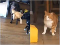 Watch: दो कुत्तों की इस हरकत को देखकर घबराई बिल्ली, चेहरे पर दिखा मौत का डर