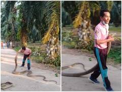 Watch: पार्क में घुसे विशालकाय कोबरा ने मचाई इलाके में सनसनी, शख्स ने ऐसे काबू में किया