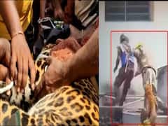 Watch Video: காலை கவ்விய சிறுத்தை! அதிர்ஷ்டவசமாக உயிர் தப்பிய வனத்துறையினர்..! வைரல் வீடியோ