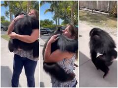 Watch: दौड़ता हुआ आया ये बड़ा सा जानवर और महिला के लिपट गया, वीडियो में देखिए महिला की हालत