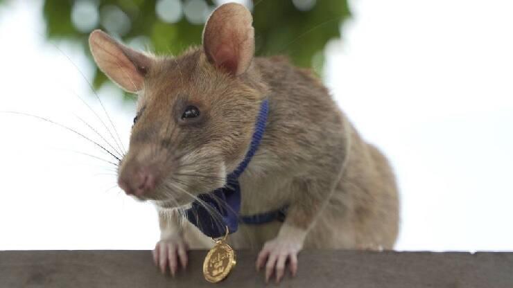 Magawa mine clearing rat has died at the age of eight who was awarded a gold medal for his heroism Viral News : सुरुंगाचा शोध घेणाऱ्या 'मागवा' उंदराचा मृत्यू, हजारोंचे प्राण वाचवल्याबद्दल मिळालं होतं सुवर्ण पदक