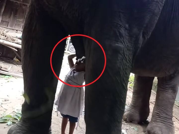 Three-year-old girl drinks Elephant milk in Assam Girl Drinks Elephant Milk: ఓ మై గాడ్.. ఏనుగు పాలు తాగుతున్న చిన్నారి.. పొరపాటున తొక్కితే?