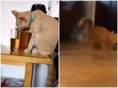 Watch: गलती से शराब पीने वाली बिल्ली की ऐसी हो गई हालत, Video देख हैरत में पड़ जाएंगे आप