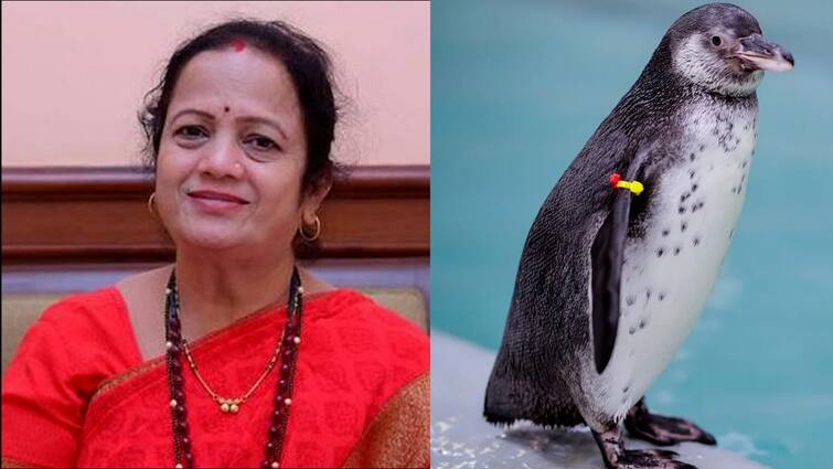 BMC Shivsena Kishori Pednekar s visit to Gujarat s Penguin Park  BJP is likely to be a problem 'पेंग्विनकारण' तापणार? गुजरातच्या पेंग्विन पार्कला महापौर किशोरी पेडणेकरांची भेट, भाजपची गोची होण्याची शक्यता