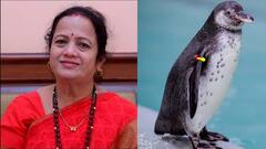 'पेंग्विनकारण' तापणार? गुजरातच्या पेंग्विन पार्कला महापौर किशोरी पेडणेकरांची भेट, भाजपची गोची होण्याची शक्यता