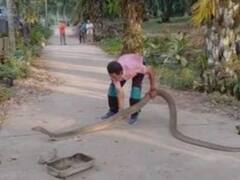 Watch: शख्स ने 14 फीट लंबे किंग कोबरा को हाथों से पकड़ा, वीडियो देख सन्न रह जाएंगे आप