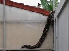 Watch: विशालकाय सांप का दीवार पर चढ़ते हुए वीडियो वायरल, बिल्ली की हरकत देखकर चौंक जाएंगे आप