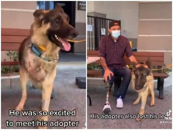 Watch: चोट की वजह से काटना पड़ा डॉगी का पैर, शख्स ने किया अडॉप्ट Watch: चोट की वजह से काटना पड़ा डॉगी का पैर, शख्स ने किया अडॉप्ट