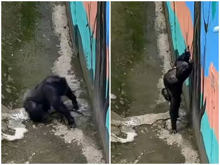 Chimpanzee did yoga you will laugh after watching the video Watch: चिम्पैंजी के सिर चढ़ा योगा का खुमार, वीडियो देख छूट जाएगी हंसी