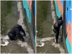 Watch: चिम्पैंजी के सिर चढ़ा योगा का खुमार, वीडियो देख छूट जाएगी हंसी