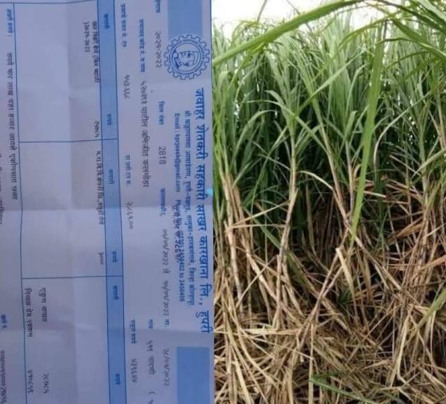 Sugarcane  Farmers jawahar sugar factory recovered electricity bill from sugarcane bill special blog by Ganesh latake BLOG : ऊस उत्पादकांनो 'सावधान'
