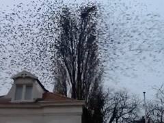 Watch: शांत दिख रहे पेड़ से निकली सैंकड़ों चिड़ियां, IPS अफसर ने शेयर किया ये शानदार वीडियो