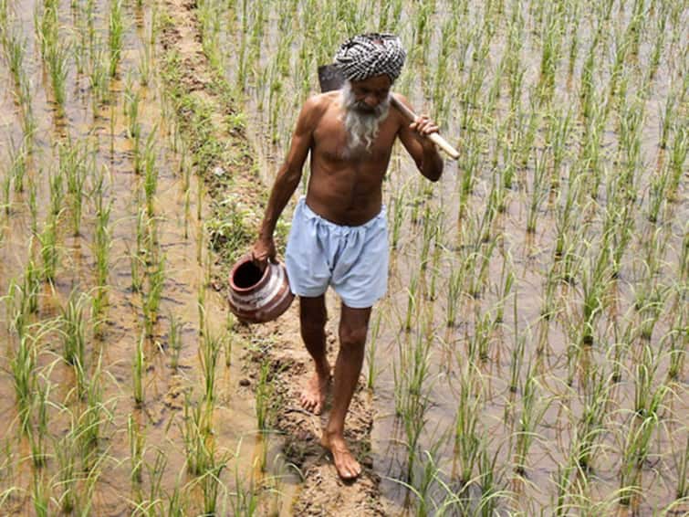budget 2022 announcement for indian farmers by nirmala sitharaman Budget 2022: 163 લાખ ખેડૂતો પાસેથી 1208 મેટ્રિક ટન ઘઉં અને અનાજ ખરીદવામાં આવશે, જાણો ખેડૂતોને બજેટમાં શું મળ્યું