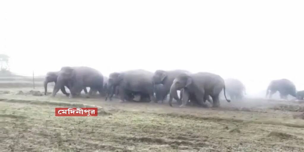 Pashchim Medinipore: herd of elephants Forest Department started monitoring their movement Pashchim Medinipore News: ফের হাতির হানা মেদিনীপুরে, গতিবিধির উপর নজরদারি শুরু বন দফতরের