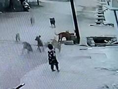 Chhattisgarh News: जान पर खेलकर युवक ने बचाई आवारा कुत्तों से मासूम की जान, सीसीटीवी कैमरे में कैद हुई घटना