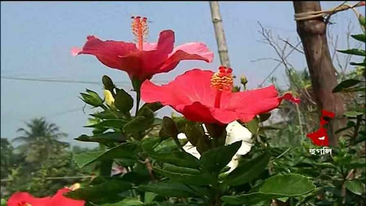 Hooghly : Rahara Ramkrishna Mission student gets international recognition for harvesting 30 types of hibiscus flower Hooghly : বাড়িতেই ৩০ রকমের জবা তৈরি রহড়া রামকৃষ্ণ মিশনের ছাত্রের, স্বীকৃতি আন্তর্জাতিক স্তরে