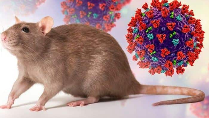 Omicron Virus : know the omicron origin theory evolved in rats  Omicron Virus : શું કોરોનાનો આ ખતરનાક વેરિઅન્ટ ઉંદરોમાંથી આવ્યો ?