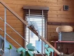 Watch: सीढ़ी से उतरने के लिए बिल्ली ने चलाया अपना शातिर दिमाग, तरीका देख नहीं रोक पाएंगे हंसी