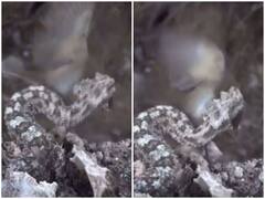 Watch: पूंछ हिला कर ये सांप अपने शिकार को दे रहा मौत की दावत, रोंगटे खड़े कर देगा वीडियो