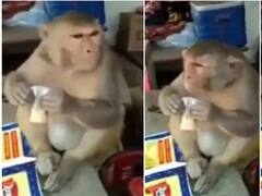 Watch: बंदर को चाय की चुस्कियां लेते देख लोग हुए हैरान, वीडियो को लोग कर रहे पसंद