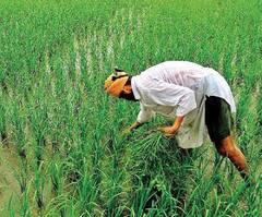 Union Budget 2022: यूपी चुनाव के बीच बजट में सरकार ने MSP को लेकर किया ये वादा, जानें- किन फसलों पर होगा फायदा