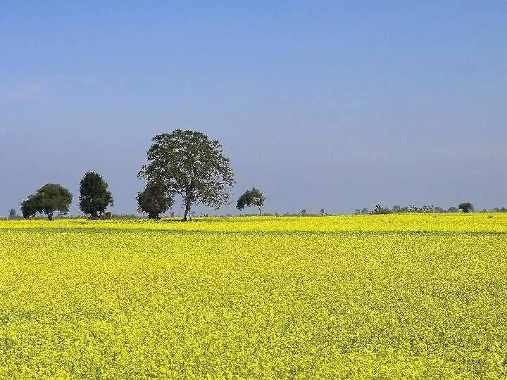 Mustard production expected bumper in Rajasthan, demand for 'mustard state' status Rajasthan में सरसों पैदावार बंपर रहने की उम्मीद, 'सरसों प्रदेश' का दर्जा देने की मांग