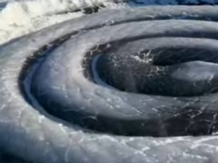Viral Video artist carved out giant snake on ice using only hands and basic tools so realistic Watch: कलाकार की इस कलाकारी को सलाम, जमी हुई बर्फ में बनाया विशालकाय सांप, देखें ये वीडियो