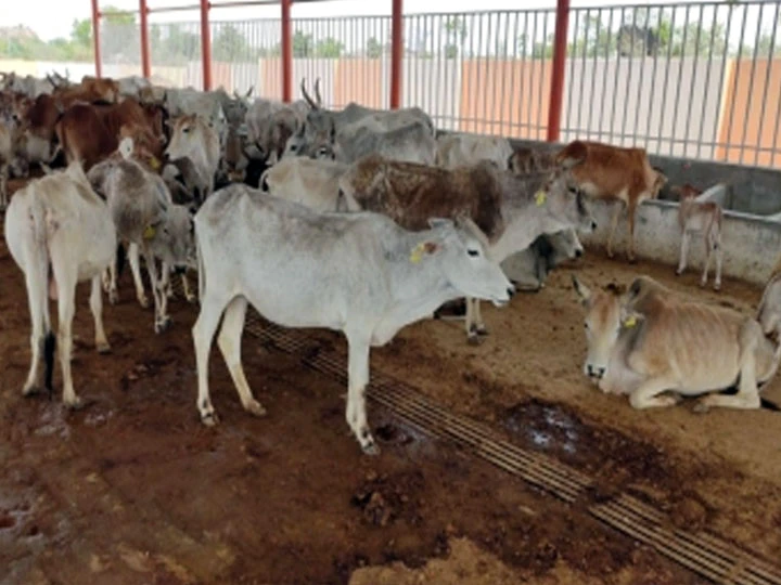 MP Bhopal Many cows died in cowshed of BJP leader Nirmala Shandilya, FIR lodged ANN Bhopal News: बीजेपी की इस नेता की गौशाला में कई गायों की मौत, 50 से ज़्यादा गायों के शव और कंकाल भी मिले, जानें पूरा मामला