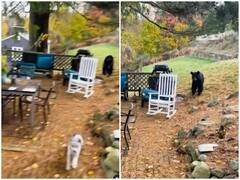 Watch: घर में घुसे भालू पर रौब दिखाना पड़ा भारी, गुस्सा देख कांप गई डॉगी और मालकिन 