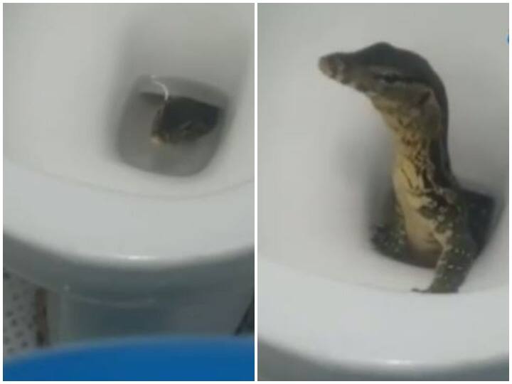 Monitor lizard emanating from inside the toilet seat  video will give goosebumps Watch: टॉयलेट सीट के अंदर से निकला मॉनिटर लिजर्ड, रोंगटे खड़े कर देगा वीडियो