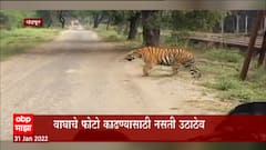 Chandrapur Tiger : वाघाचे फोटो काढण्यासाठी नसते उठाठेव, हौशी फोटोग्राफरचा व्हिडिओ व्हायरल