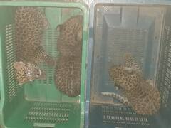 Karad News : ऊसाच्या फडात आढळली बिबट्याची तीन बछडे